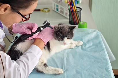 22de87df40c26787258555f463ff0198