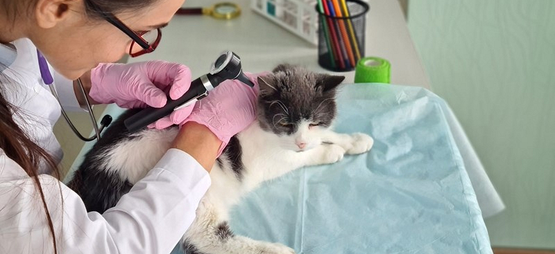 22de87df40c26787258555f463ff0198